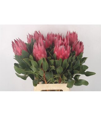 SLF Protea Cy Madiba ( x 5 )