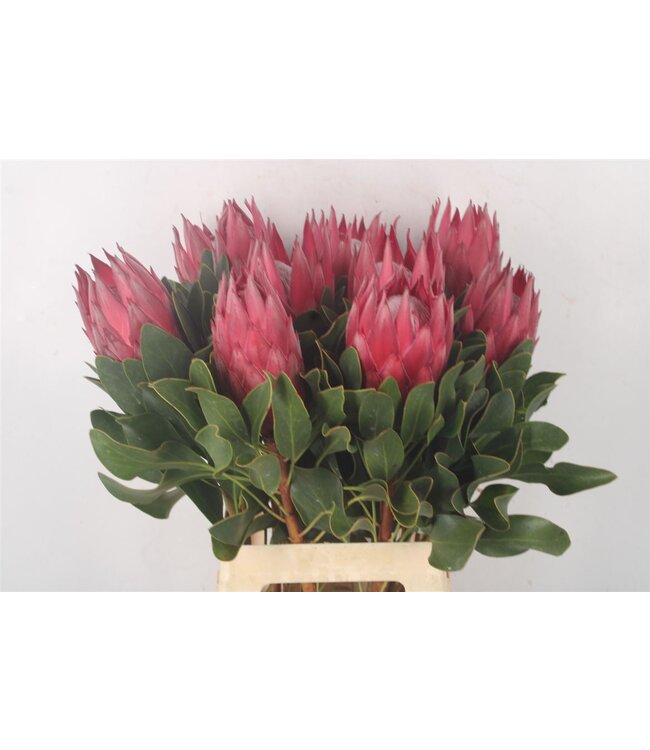 Protea Cy Madiba ( x 5 )