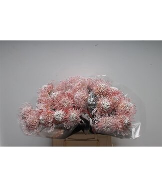 SLF Leuco Klbh White ( x 10 )