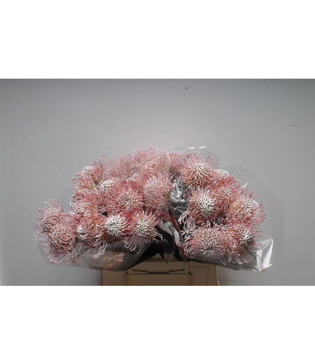 Leuco Klbh White ( x 10 )