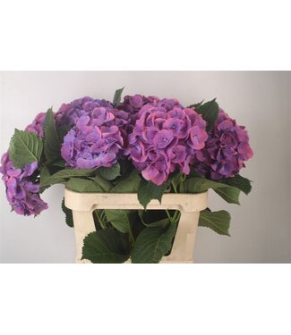 SLF Hydr M Beau Calyp Pa ( x 10 )