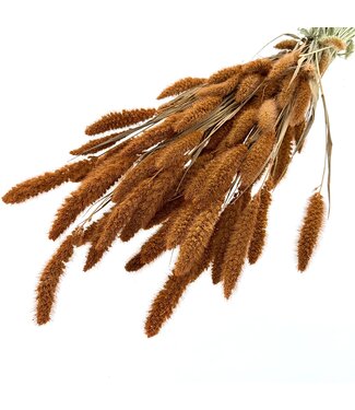 MyFlowers Orange getrocknete Setaria | Orange Setaria Trockenblumen | Länge ± 70 cm | Pro Bund