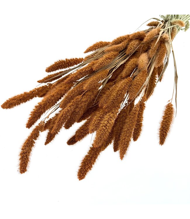Orange getrocknete Setaria | Orange Setaria Trockenblumen | Länge ± 70 cm | Pro Bund bestellbar