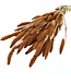 Orange getrocknete Setaria | Orange Setaria Trockenblumen | Länge ± 70 cm | Pro Bund bestellbar