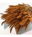 Orange getrocknete Setaria | Orange Setaria Trockenblumen | Länge ± 70 cm | Pro Bund bestellbar