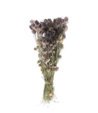 Dutch Dried Fleurs séchées naturelles de Nigella "Black Pod" | Longueur ± 45 centimètres | Par bouquet