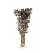 Dutch Dried Dried natural Nigella "Black Pod" dried flowers | Length ± 45 centimetres | Per bunch