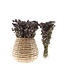Dried natural Nigella "Black Pod" dried flowers | Length ± 45 centimetres | Available per bunch