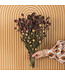 Dried natural Nigella "Black Pod" dried flowers | Length ± 45 centimetres | Available per bunch