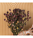 Dried natural Nigella "Black Pod" dried flowers | Length ± 45 centimetres | Available per bunch