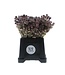 Dried natural Nigella "Black Pod" dried flowers | Length ± 45 centimetres | Available per bunch