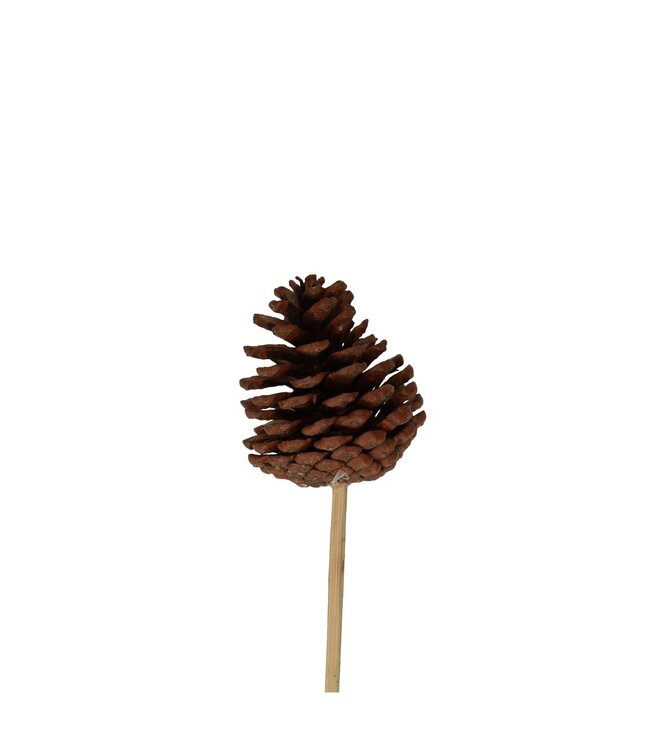 Brown pine cone pick | Length 50 centimetres | Diameter 6 centimetres | Available to order in quantities of 25