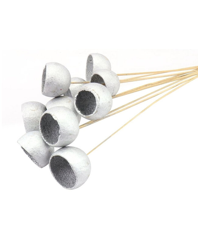 Silver-coloured dried Bellgums stem | Length 50 centimetres | Available to order per 10 stems
