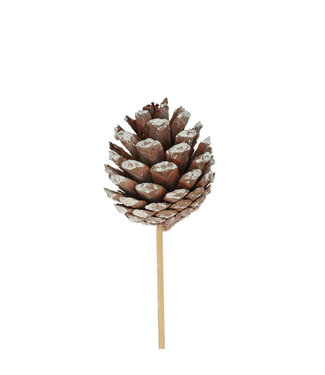 4A Pique-pomme de pin | Longueur 50 centimètres | Diamètre 6 centimètres | Par 25 pièces