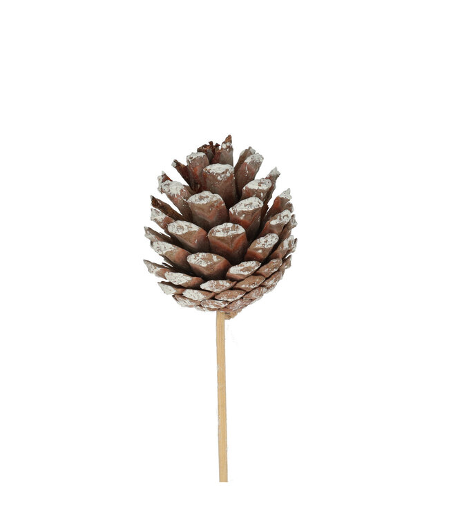 Pine cone pick | Length 50 centimetres | Diameter 6 centimetres | Available to order in sets of 25