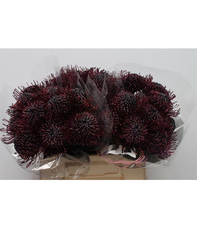 Leuco Klbh Aubergine ( x 10 )