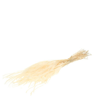 4A White cream-coloured dried Ouro | Length 50 centimetres | Weight 100 grams | Per bunch