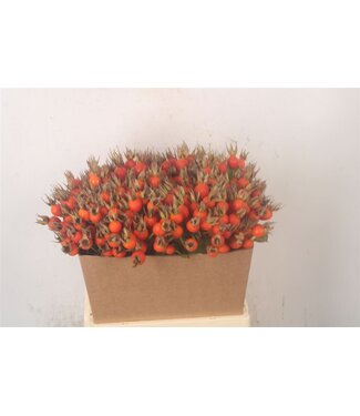 SLF Rosa Pumpkin Orange ( x 25 )