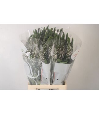 SLF Lysimachia Moonlight ( x 25 )