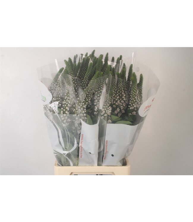 Lysimachia Moonlight ( x 25 )