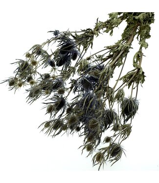 MyFlowers Chardons croisés séchés naturels | Fleurs séchées d'Eryngium naturelles | Taille L | Longueur ± 70 centimètres | Par bouquet
