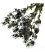 Natural dried Cross Thistles | Natural Eryngium dried flowers | Size L | Length ± 70 centimetres | Order per bunch