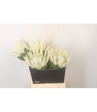 SLF Protea Cy Arctic Ice ( x 5 )