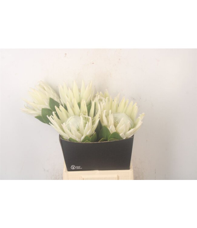 Protea Cy Arctic Ice ( x 5 )