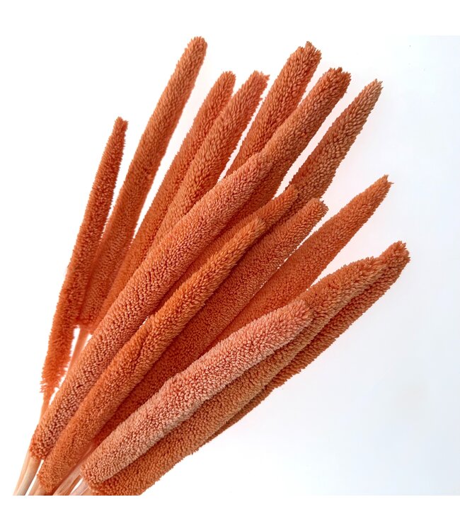 Coral-coloured Orange Dried Babala | Length ± 65 centimetres | Available to order per 15 stems