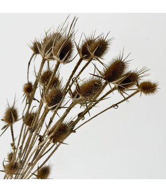 MyFlowers Naturally dried Cardi Stella Thistles | Length ± 70 centimetres | Per 5 stems