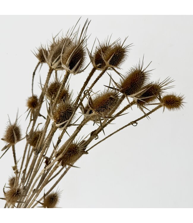 Naturally dried Cardi Stella Thistles | Length ± 70 centimetres | Available per 5 stems