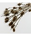 Naturally dried Cardi Stella Thistles | Length ± 70 centimetres | Available per 5 stems