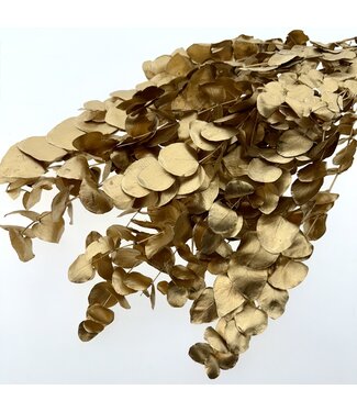 Casa Alegria Golden Eucalyptus Espiral Cinerea | Length ± 55 centimetres | Weight 150 grams | Per bunch