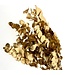 Golden Eucalyptus Espiral Cinerea | Length ± 55 centimetres | Weight 150 grams | Available per bunch