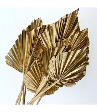 Casa Alegria Feuille de Palmier Dorée Lance | Longueur ± 50 centimètres | Par 10 branches