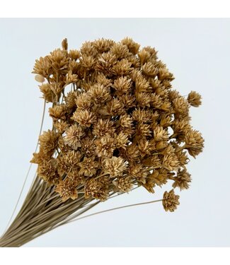 Casa Alegria Natural salmon-coloured Hill Flower dried flowers | Length ± 45 centimetres | Per 100+ flowers