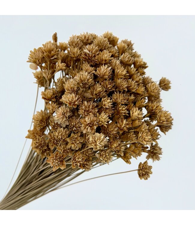Natural salmon-coloured Hill Flower dried flowers | Length ± 45 centimetres | Available per 100 flowers