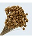Natural salmon-coloured Hill Flower dried flowers | Length ± 45 centimetres | Available per 100 flowers