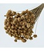 Natural salmon-coloured Hill Flower dried flowers | Length ± 45 centimetres | Available per 100 flowers