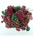 Rice Flowers Bouquet Preserved | Length ± 70 centimetres | Mint Green - Pink - Salmon | Available per bouquet