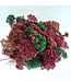 Rice Flowers Bouquet Preserved | Length ± 70 centimetres | Mint Green - Pink - Salmon | Available per bouquet