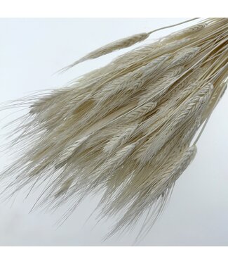 Casa Alegria Triticum Blanchi | Longueur ± 65 centimètres | Poids 100 grammes | Par bouquet