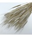 Bleached Triticum Wheat | Length ± 65 centimetres | Weight 100 grams | Available per bunch