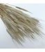 Bleached Triticum Wheat | Length ± 65 centimetres | Weight 100 grams | Available per bunch