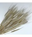 Bleached Triticum Wheat | Length ± 65 centimetres | Weight 100 grams | Available per bunch