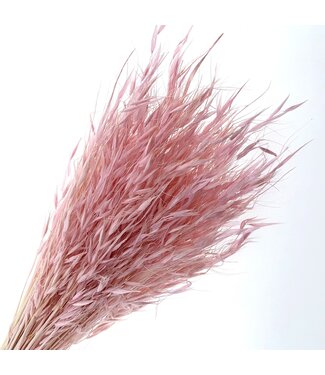 Casa Alegria Avena Sauvage Blanchi Rose | Longueur ± 75 centimètres | Poids 150 grammes | Par bouquet
