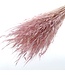 Avena Salvaje Bleached Pink | Length ± 75 centimetres | Weight 150 grams | Available per bunch