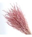 Avena Salvaje Bleached Pink | Length ± 75 centimetres | Weight 150 grams | Available per bunch