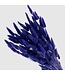 Purple-blue Lagurus dried flowers | Length ± 65 centimetres | Weight 100 grams | Available per bunch