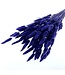 Purple-blue Lagurus dried flowers | Length ± 65 centimetres | Weight 100 grams | Available per bunch